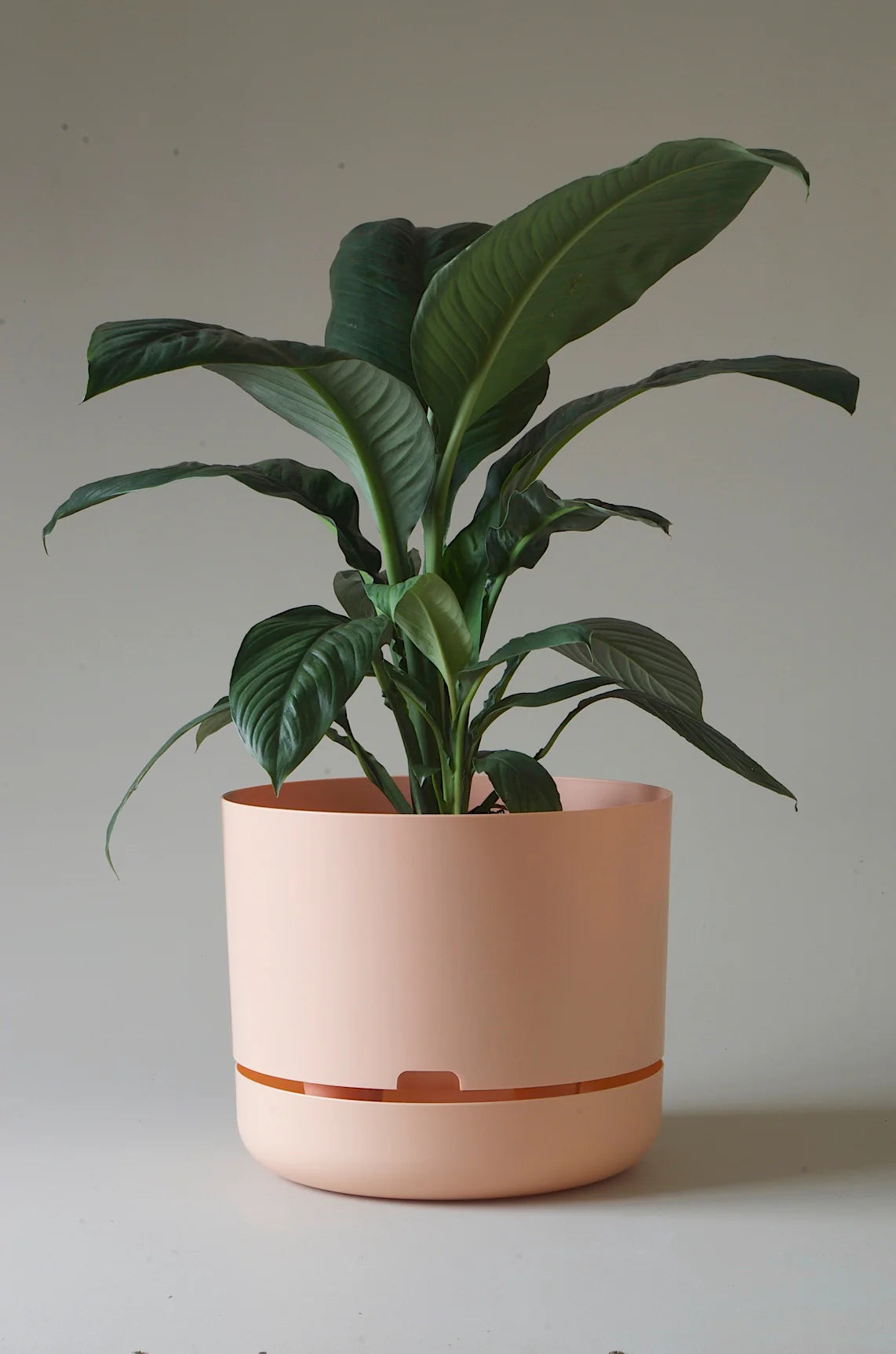 Self-Watering Pot | 215mm - Click & Collect Only
