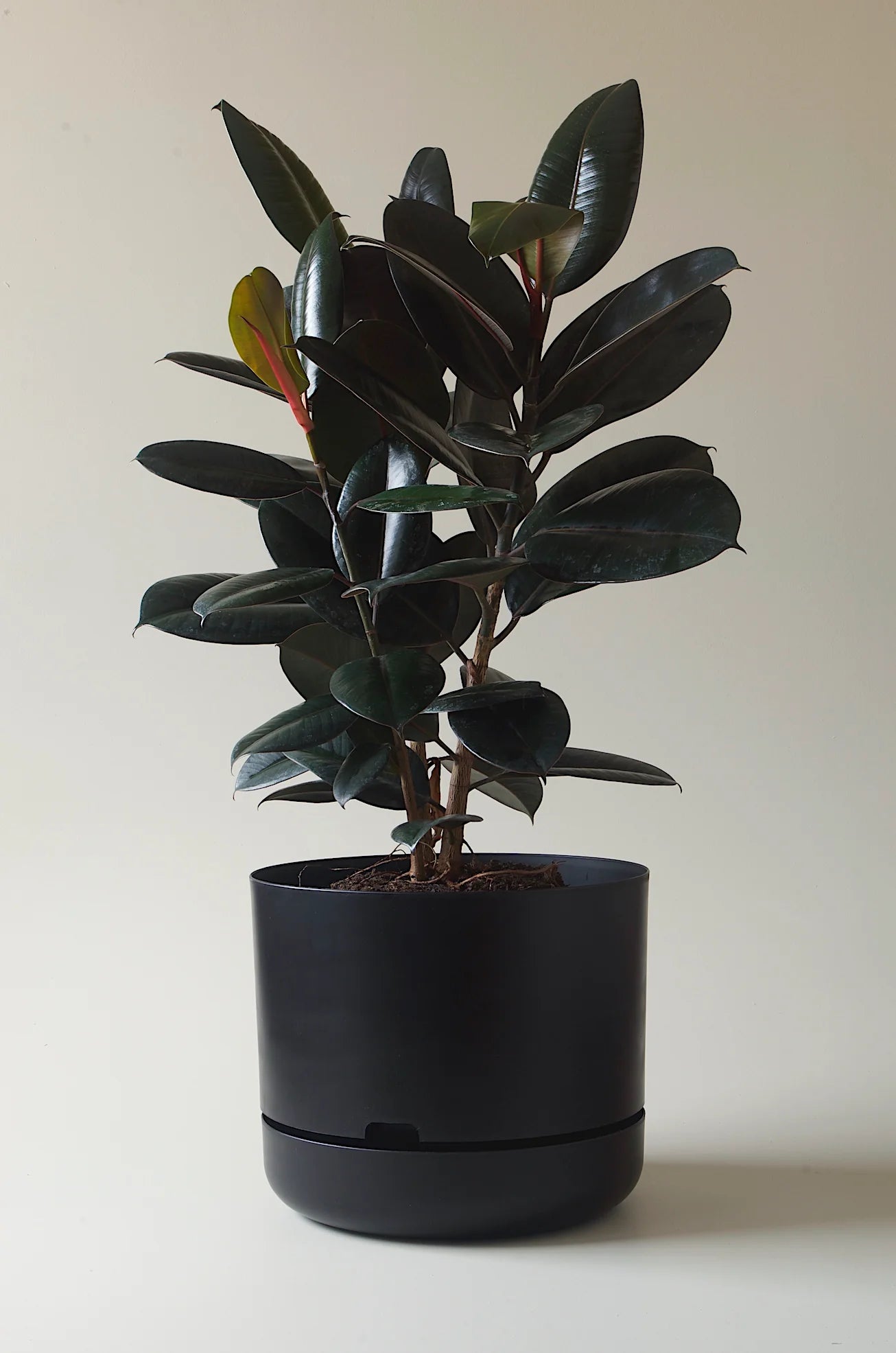 Self-Watering Pot | 375mm - Click & Collect Only