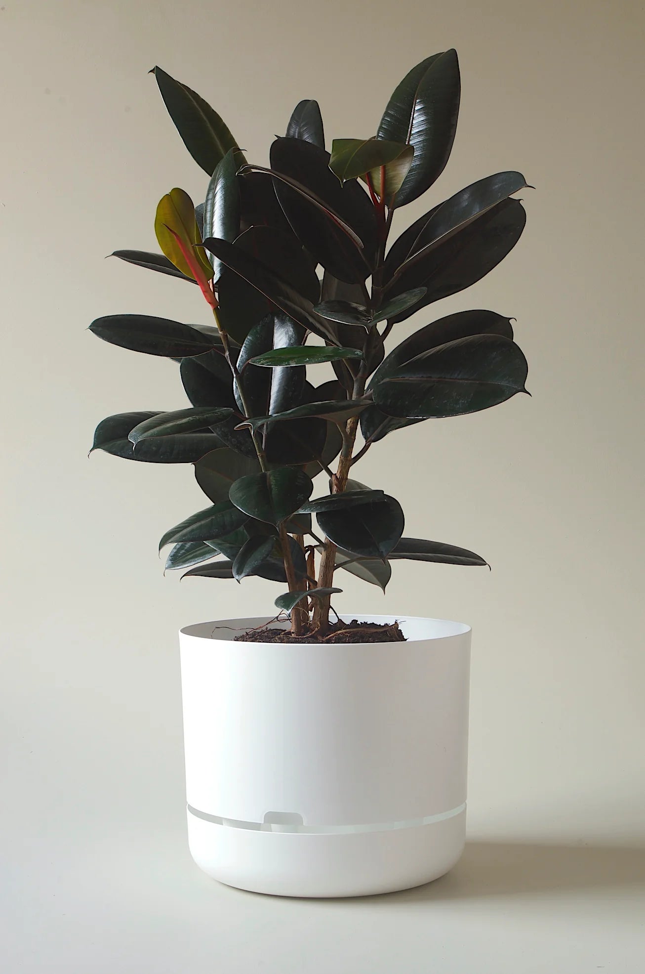 Self-Watering Pot | 375mm - Click & Collect Only