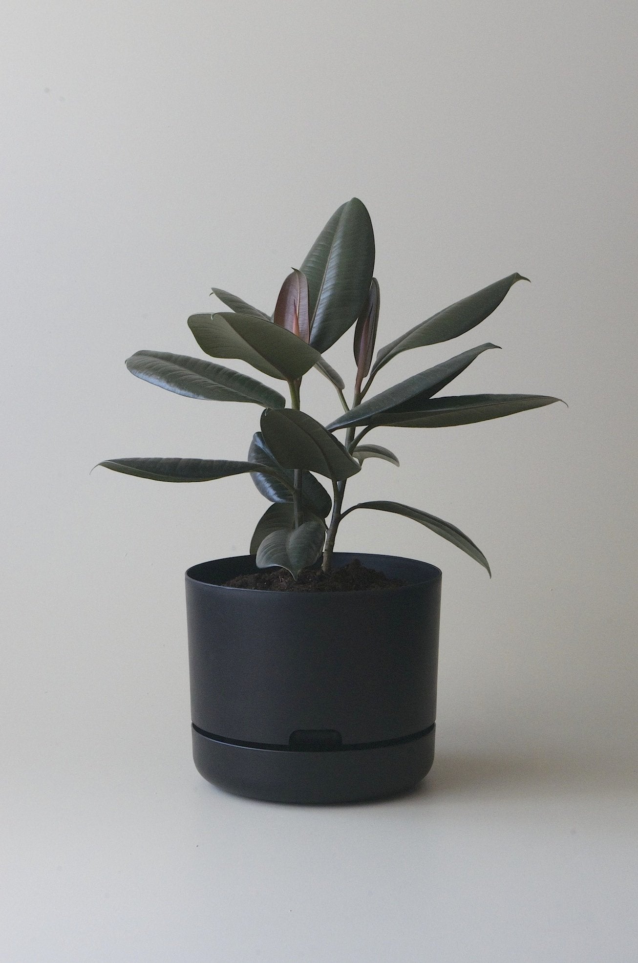 Self-Watering Pot | 300mm - Click & Collect Only