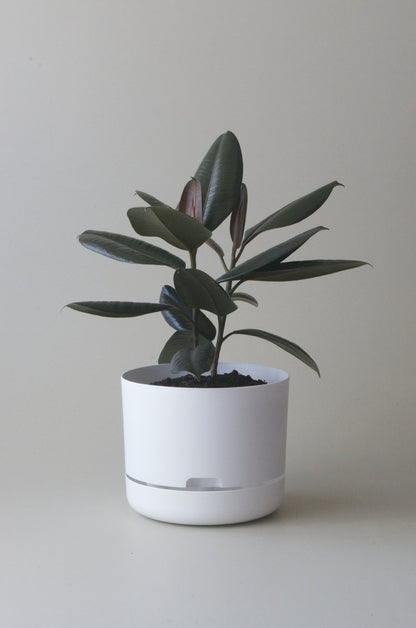 Self-Watering Pot | 300mm - Click & Collect Only