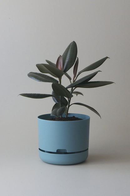 Self-Watering Pot | 300mm - Click & Collect Only