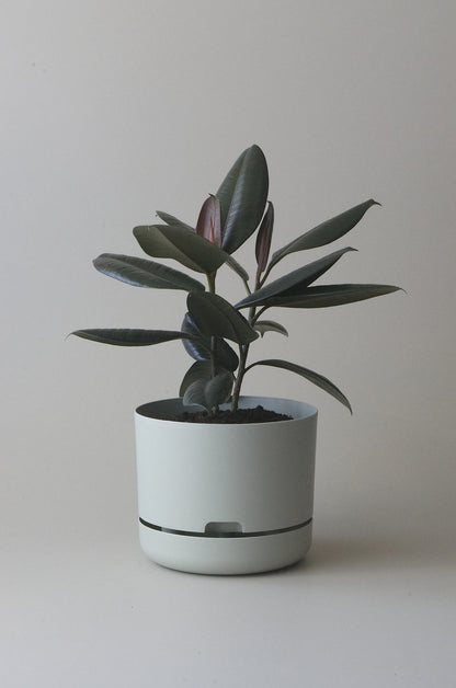 Self-Watering Pot | 300mm - Click & Collect Only