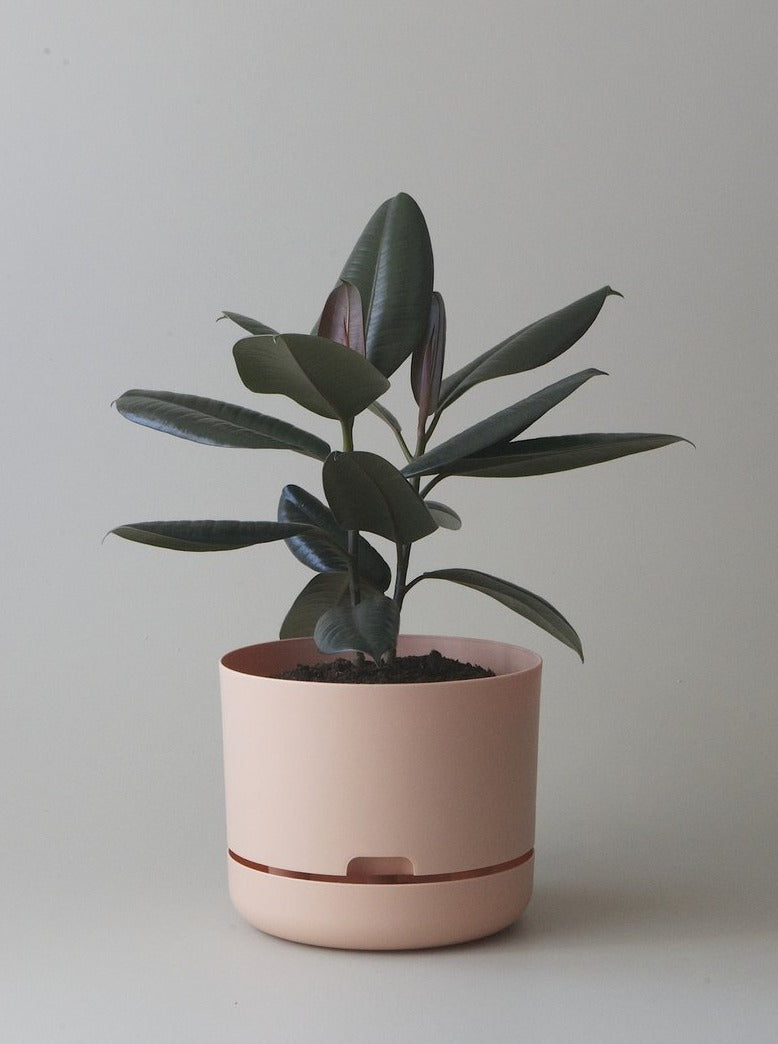 Self-Watering Pot | 300mm - Click & Collect Only