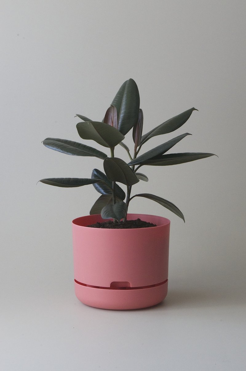 Self-Watering Pot | 300mm - Click & Collect Only
