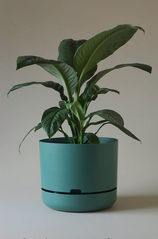 Self-Watering Pot | 215mm - Click & Collect Only