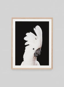Crested Cockatoo