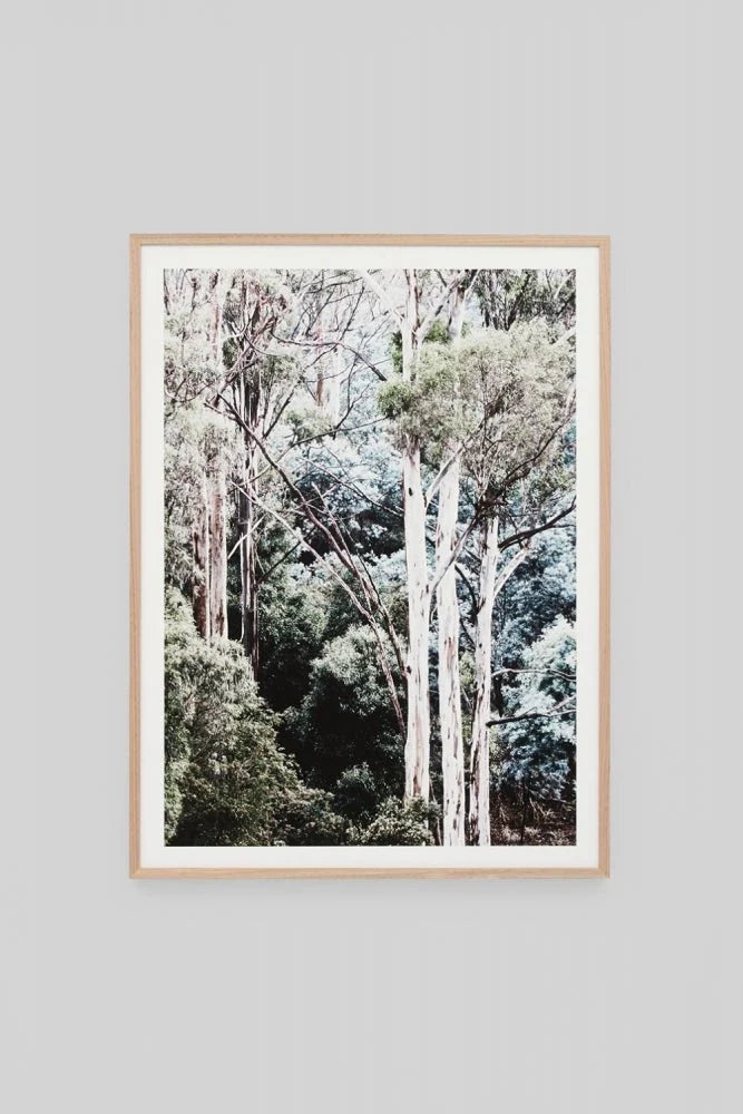 Eucalyptus Canopy | In stock