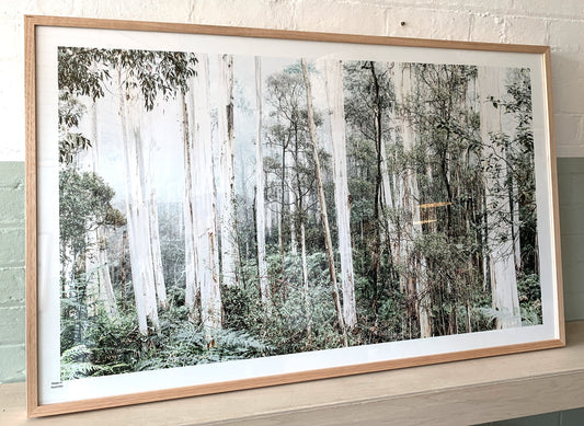 Bushland framed photograph