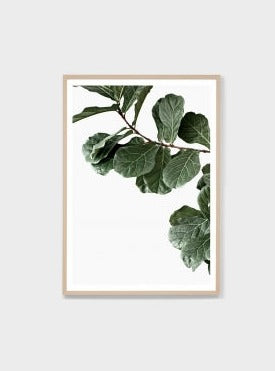 Fiddle Leaf Fig