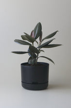 Load image into Gallery viewer, Self-Watering Pot | 250mm - Click &amp; Collect Only
