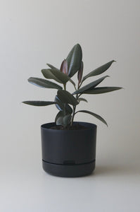 Self-Watering Pot | 250mm - Click & Collect Only