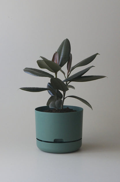 Self-Watering Pot | 250mm - Click & Collect Only