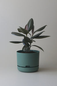 Self-Watering Pot | 250mm - Click & Collect Only