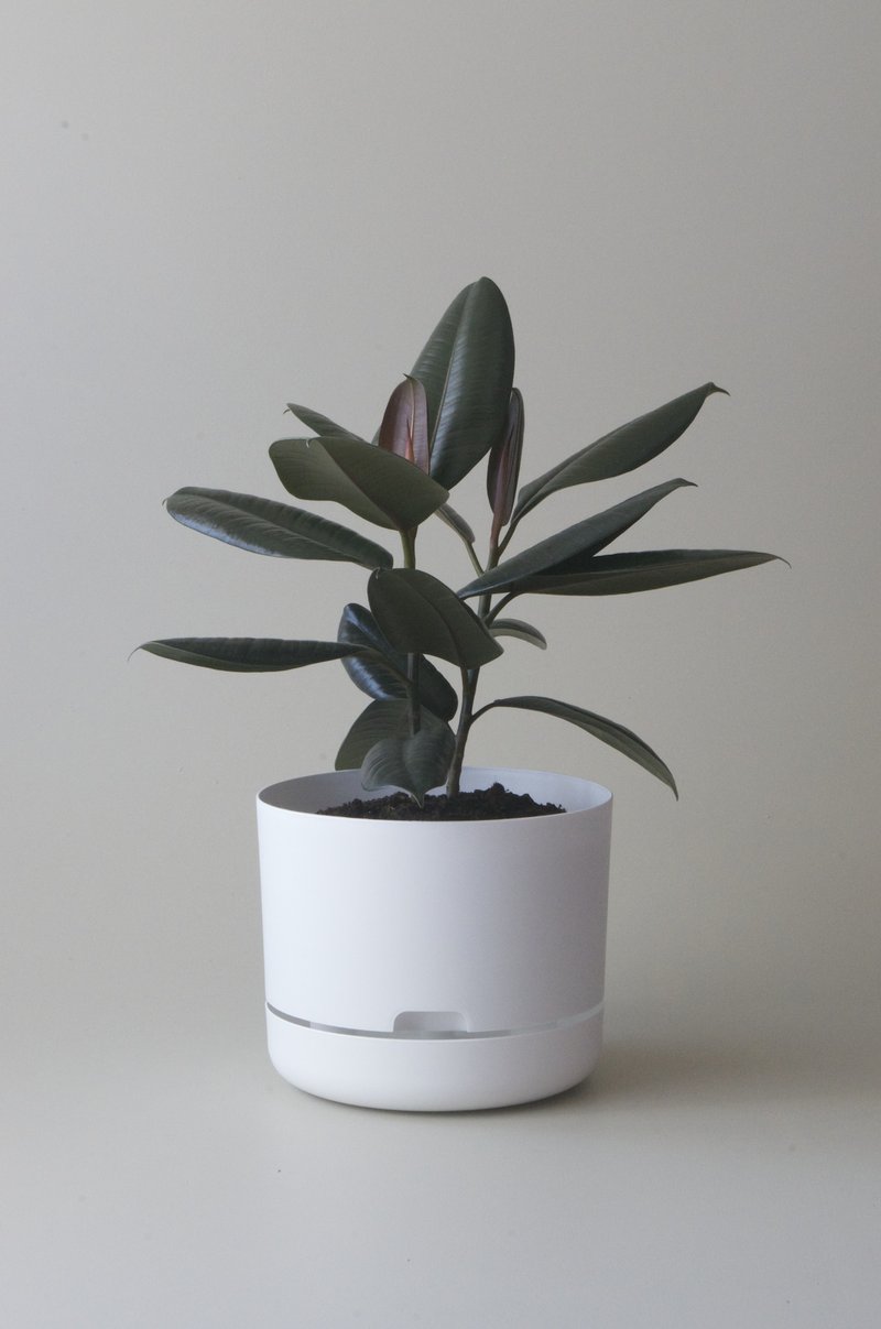 Self-Watering Pot | 250mm - Click & Collect Only