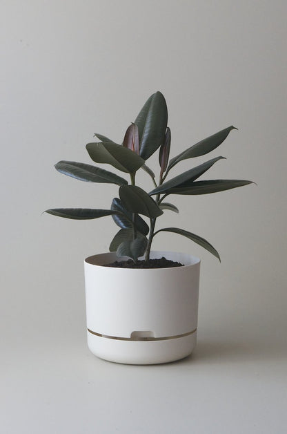 Self-Watering Pot | 250mm - Click & Collect Only