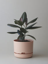 Load image into Gallery viewer, Self-Watering Pot | 250mm - Click &amp; Collect Only
