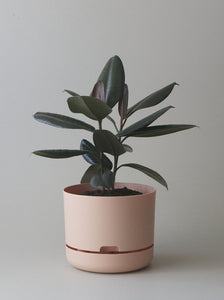 Self-Watering Pot | 250mm - Click & Collect Only