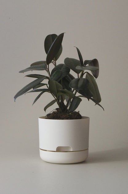 Self-Watering Pot | 170mm - Click & Collect Only