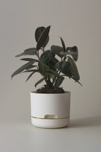 Load image into Gallery viewer, Self-Watering Pot | 170mm - Click &amp; Collect Only
