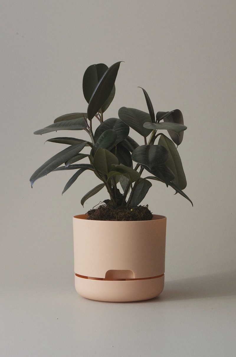 Self-Watering Pot | 170mm - Click & Collect Only