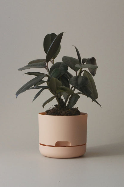 Self-Watering Pot | 170mm - Click & Collect Only