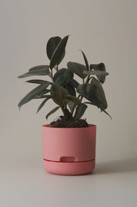 Self-Watering Pot | 170mm - Click & Collect Only