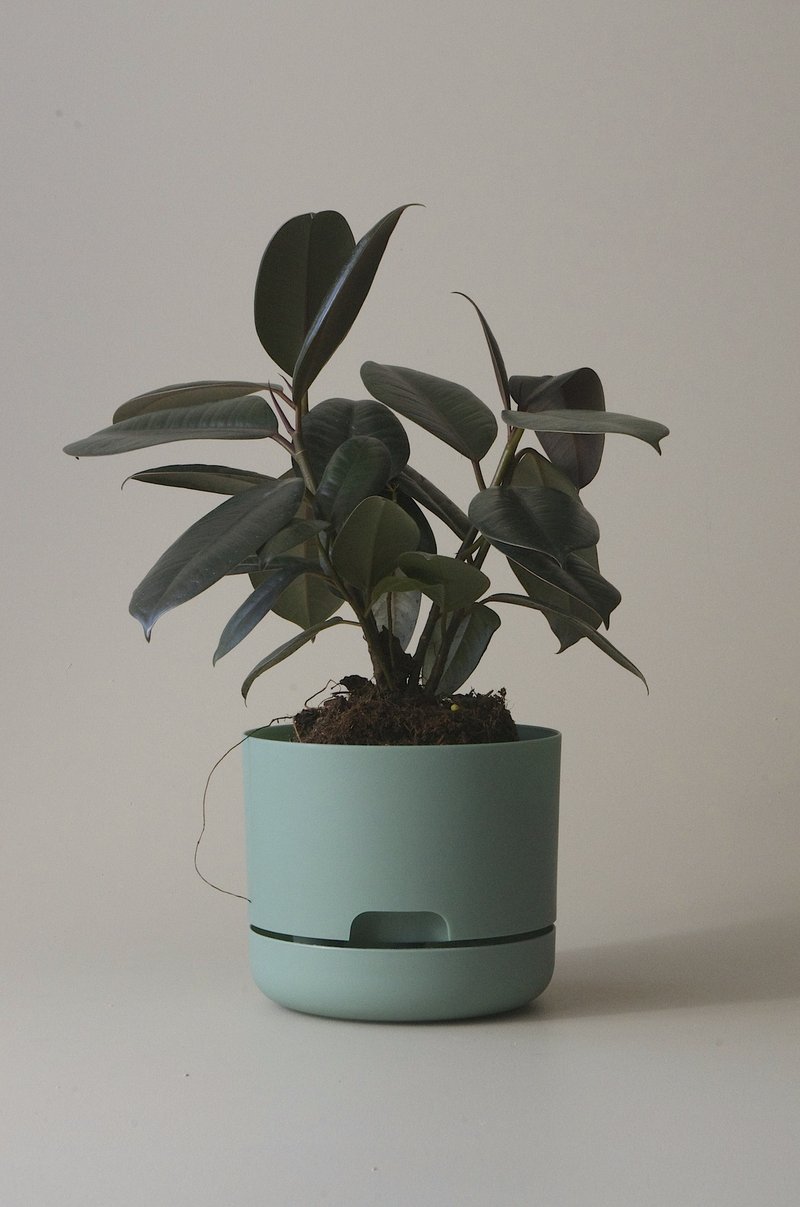 Self-Watering Pot | 170mm - Click & Collect Only