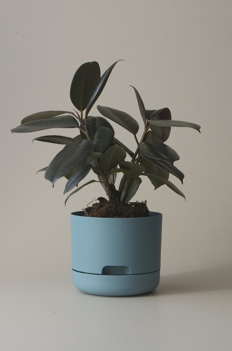 Self-Watering Pot | 170mm - Click & Collect Only