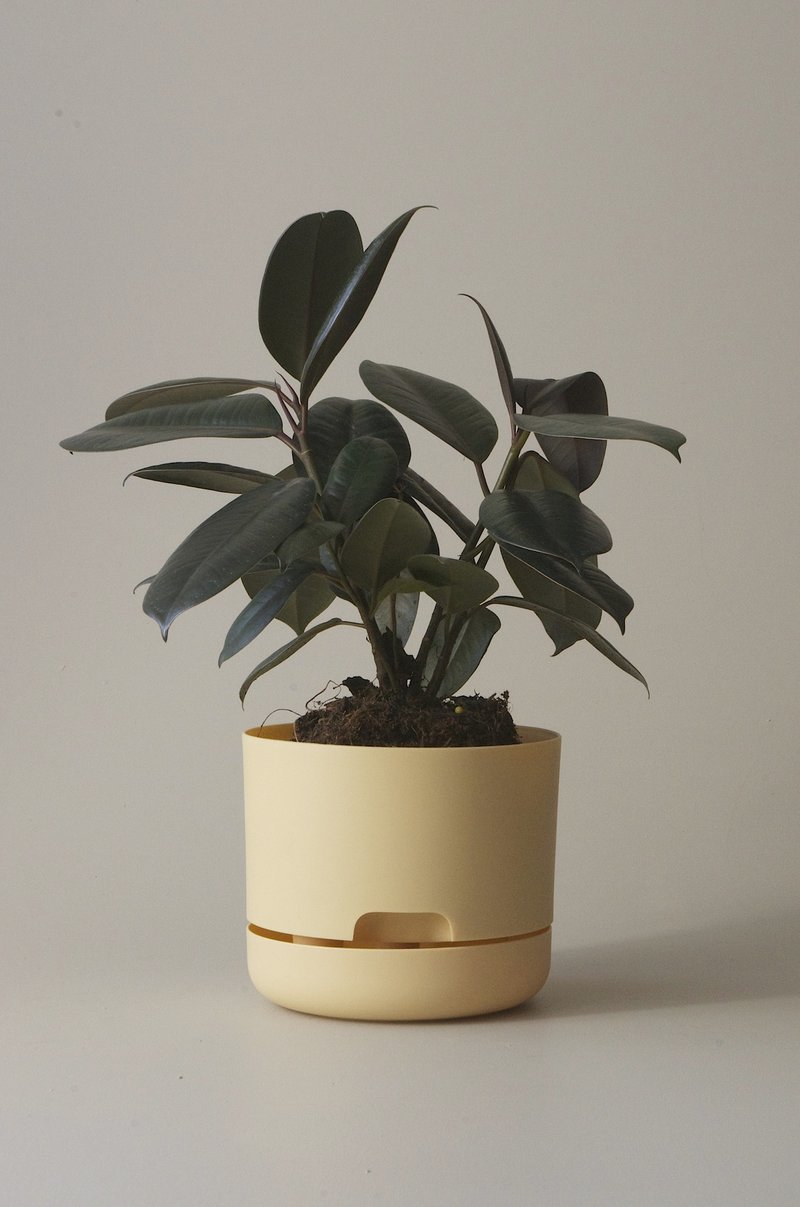 Self-Watering Pot | 170mm - Click & Collect Only