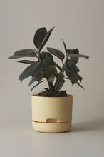 Load image into Gallery viewer, Self-Watering Pot | 170mm - Click &amp; Collect Only
