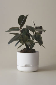 Self-Watering Pot | 170mm - Click & Collect Only