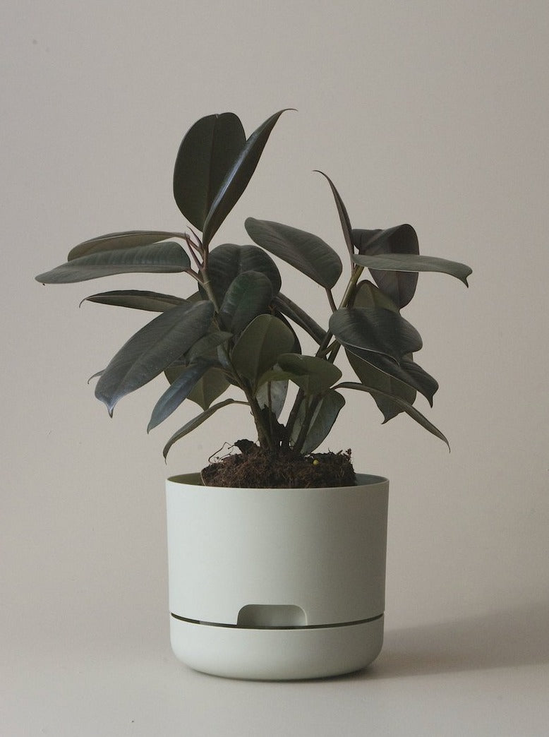 Self-Watering Pot | 170mm - Click & Collect Only