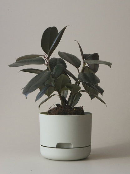 Self-Watering Pot | 170mm - Click & Collect Only