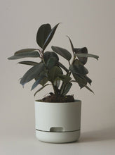 Load image into Gallery viewer, Self-Watering Pot | 170mm - Click &amp; Collect Only
