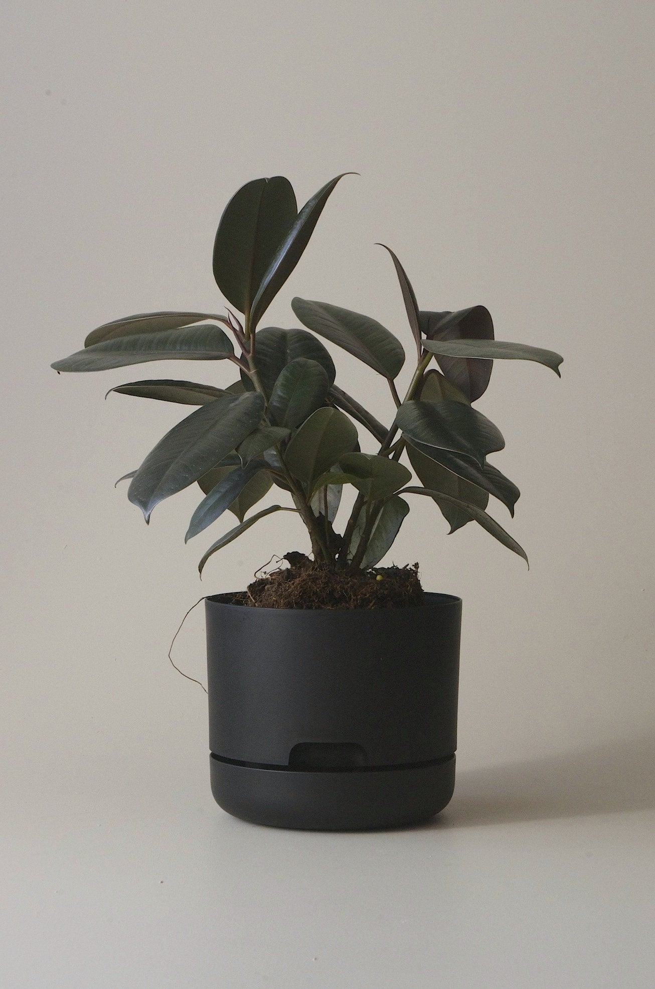 Self-Watering Pot | 170mm - Click & Collect Only