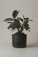 Load image into Gallery viewer, Self-Watering Pot | 170mm - Click &amp; Collect Only
