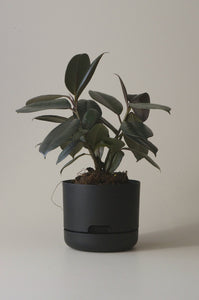 Self-Watering Pot | 170mm - Click & Collect Only