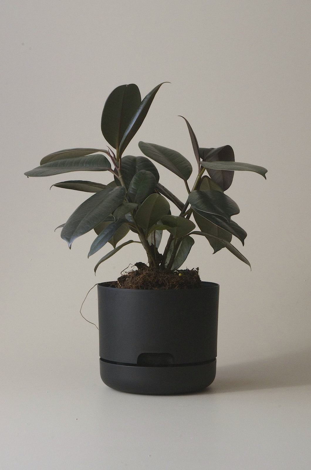 Self-Watering Pot | 170mm - Click & Collect Only