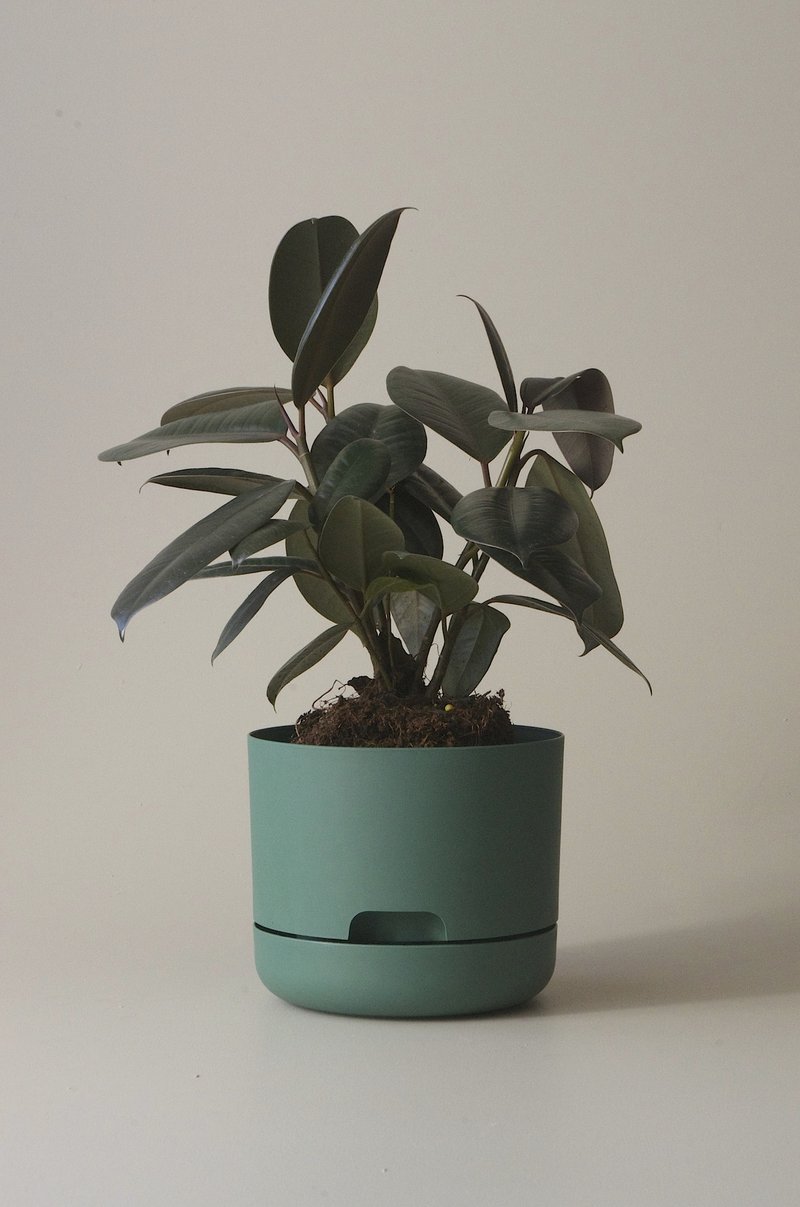 Self-Watering Pot | 170mm - Click & Collect Only