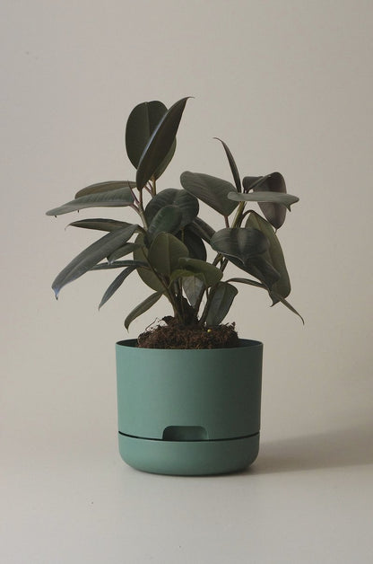 Self-Watering Pot | 170mm - Click & Collect Only