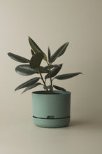 Load image into Gallery viewer, Self-Watering Pot | 250mm - Click &amp; Collect Only
