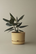 Load image into Gallery viewer, Self-Watering Pot | 250mm - Click &amp; Collect Only
