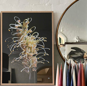 Pincushion Protea Framed Photographic Print