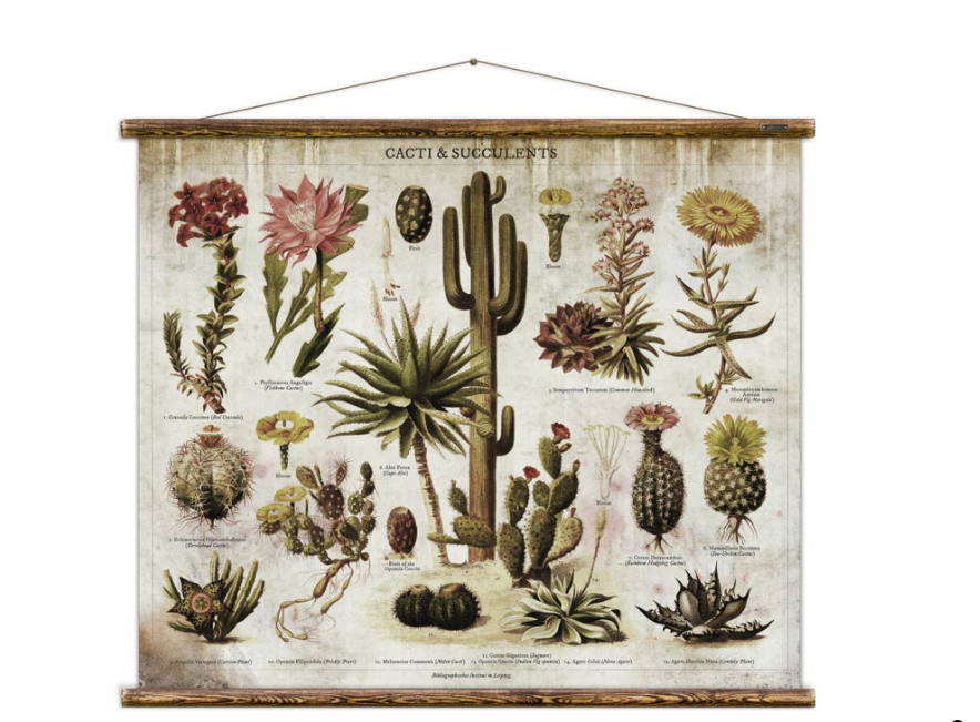 Cacti & Succulents Wall Chart