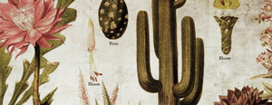 Cacti & Succulents Wall Chart