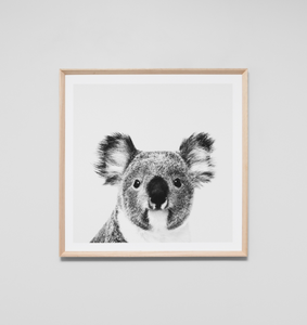 Koala Framed Photograph/Made to Order