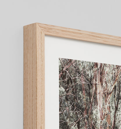 Eucalyptus Trail