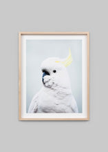 Load image into Gallery viewer, Sulphur Crested Cockatoo - Blue
