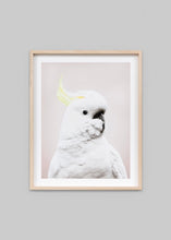 Load image into Gallery viewer, Sulphur Crested Cockatoo - Blue
